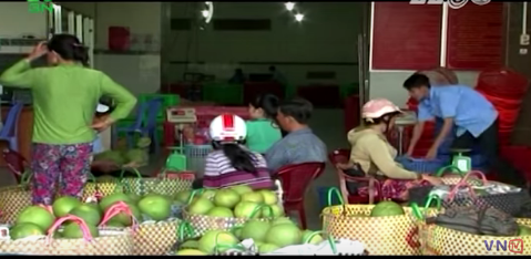 Trong buoi da xanh thu gan 1 ty dong moi nam hinh anh