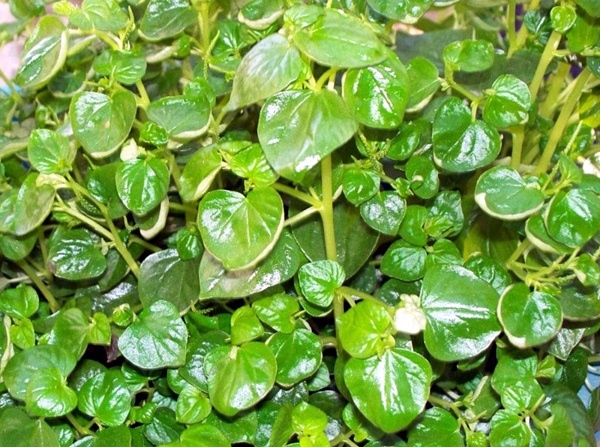 Rau nhai bo bui mien Tay di chuyen co ra Ha Noi hinh anh