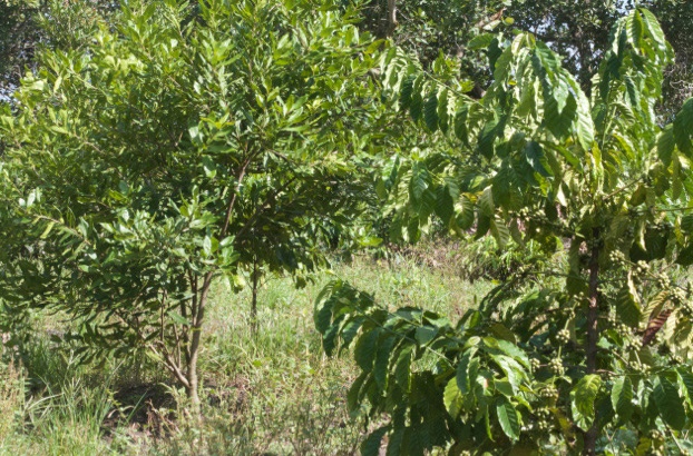 Cây mắc ca (phía sau) được trồng xen lẫn cà phê tại Tây Nguyên.