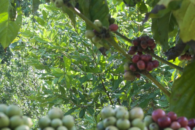 Mac ca: Nu hoang thi phi nhat lich su cay trong Viet Nam hinh anh