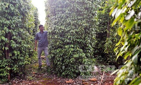 Dai gia so huu 25 ha ho tieu o Gia Lai hinh anh