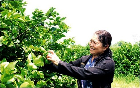 Ty phu nong dan voi thuong hieu chanh khong hat Vica hinh anh