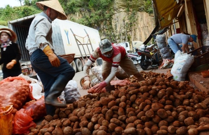 ​Cam nhap khoai tay Trung Quoc ve cho nong san Da Lat hinh anh