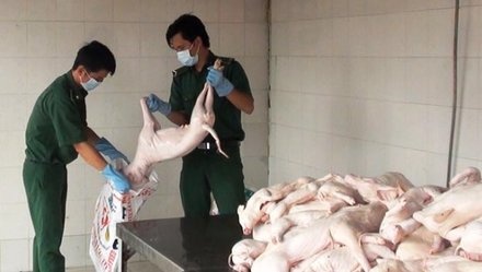 Heo sua ban van co dau kiem dich hinh anh