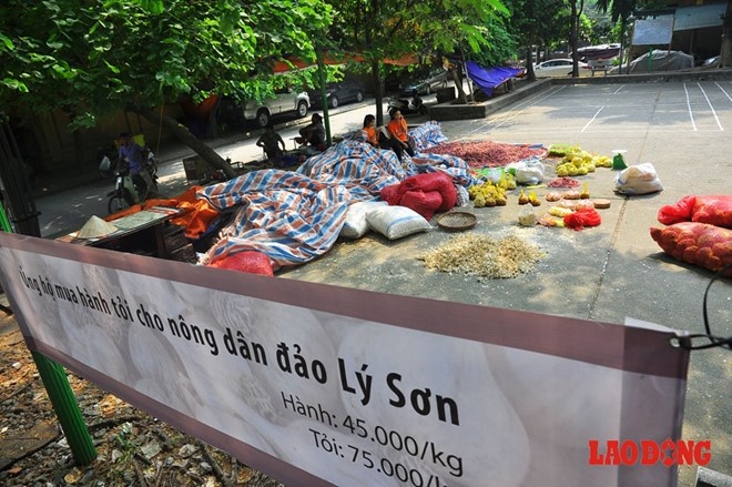 Khoảng một tuần nay, một lượng hành, tỏi lớn thu gom từ bà con nông dân huyện đảo Lý Sơn (Quảng Ngãi) được bày bán tại khu K3 (Vĩnh Phúc, Ba Đình, Hà Nội) với mong muốn nhận được tấm lòng giúp đỡ, sẻ chia của người dân Thủ đô.