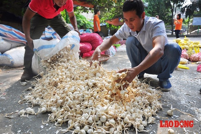 Anh Thắm chia sẻ, mục đích của anh và những người bạn khi đưa hành, tỏi ở Lý Sơn về Thủ đô Hà Nội bán nhằm xóa bỏ vấn nạn trừ bì; kích cầu đối với hành, tỏi Lý Sơn; tìm thị trường mang tính bền vững và đem lại hình ảnh của Lý Sơn và người dân Lý Sơn đến với mọi miền đất nước.