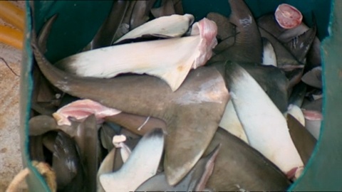 Khanh Hoa: Giua ma tran that gia vi ca map hinh anh