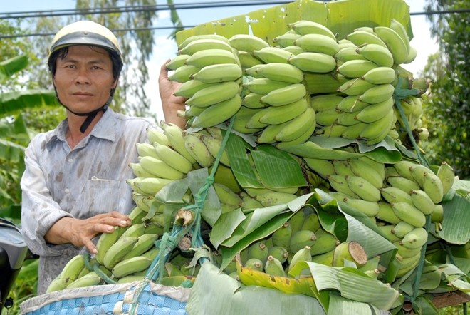 Chuoi duoc gia nho Trung Quoc mua nhieu hinh anh