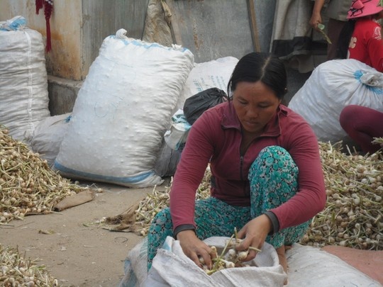 Người nông dân thu hoạch tỏi.