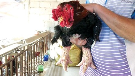 Thuong lai la san ga Dong Tao hinh anh