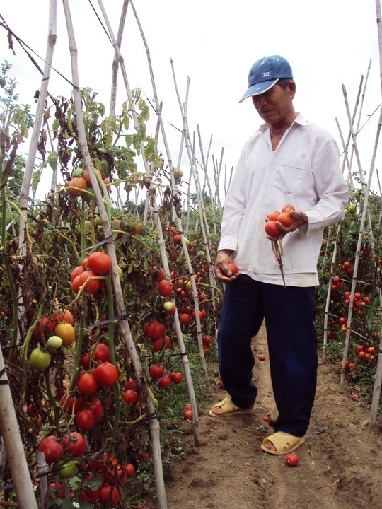 Không ít lần người nông dân Đà Lạt phải đổ bỏ những loại rau củ do mình làm ra.