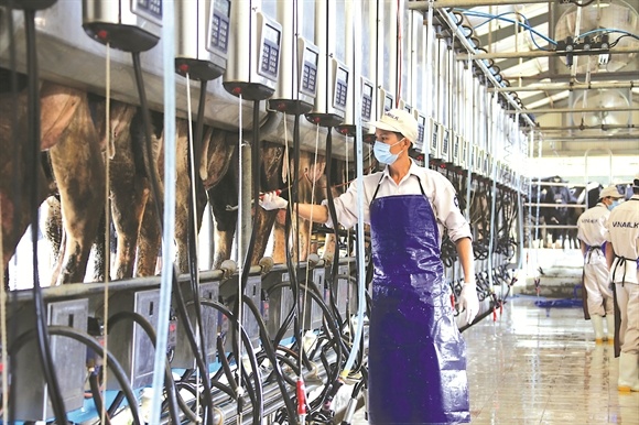 SCIC sẽ sống như thế nào khi trong tay không còn “chú bò sữa” Vinamilk?