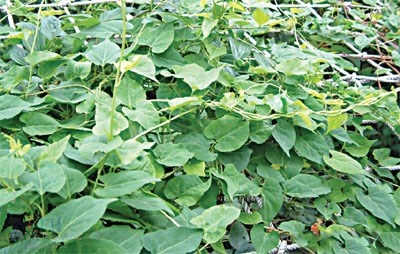 Hà thủ ô khiến tóc mọc dày hơn. Ảnh minh họa.