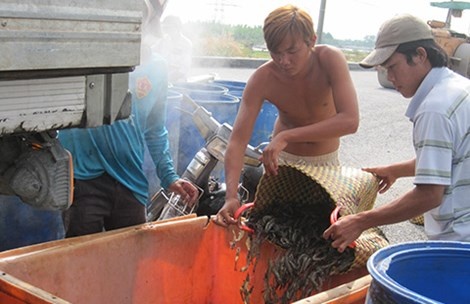 Người nuôi đang phân loại tôm để bán cho thương lái.