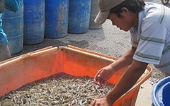 Trung Quoc dieu khien thi truong thuy san Viet hinh anh