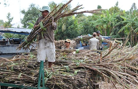 Cuoc chien mua mia khoc liet o DBSCL hinh anh