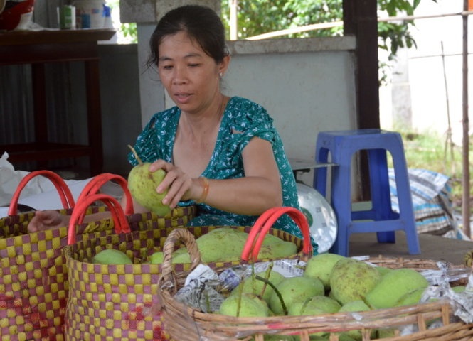 Trien khai cap ma so cho vung trong xoai Cao Lanh hinh anh