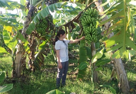 Hang tram tan chuoi o Vinh Phuc bi thuong lai chay lang hinh anh