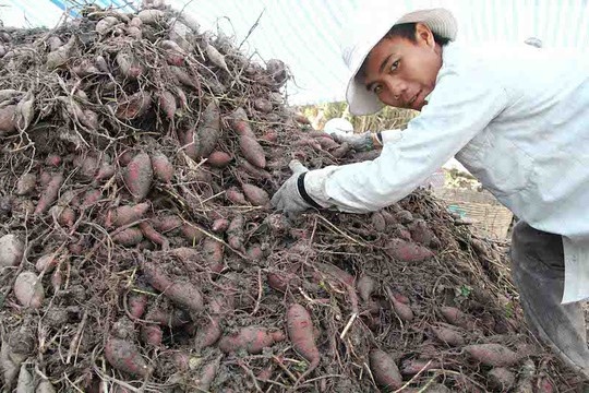 Thu gom khoai lang cuoi vu xuat sang Trung Quoc hinh anh