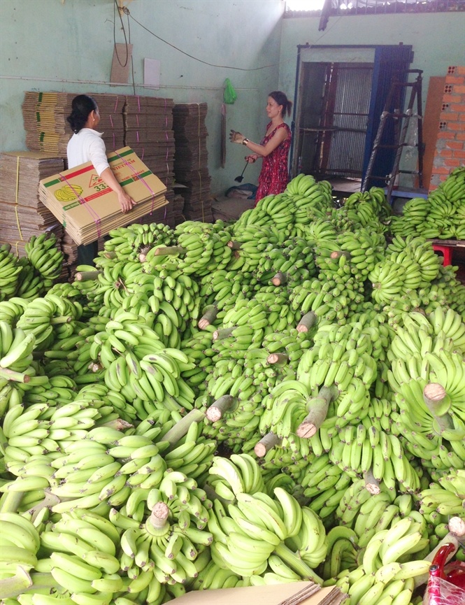DN kêu thiếu hàng XK trong khi nông dân lại khóc ròng vì giá chuối tụt chỉ bằng 1/2 mọi năm.