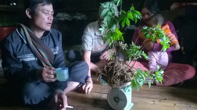 Dua sam Ngoc Linh thanh cay ty do, phai tinh chuyen ban sam hinh anh