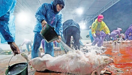 Chat cam trong chan nuoi: Nhap tu Trung Quoc, dung tran lan hinh anh