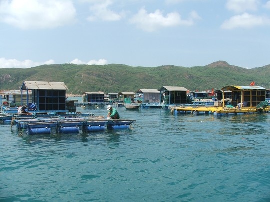 Các nhà bè nuôi tôm hùm ở xã Nhơn Hải.