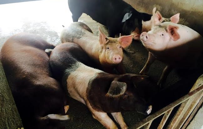 Lon giun que an Tet: Dat truoc 4 thang, cu nguoi tham nuoi hinh anh