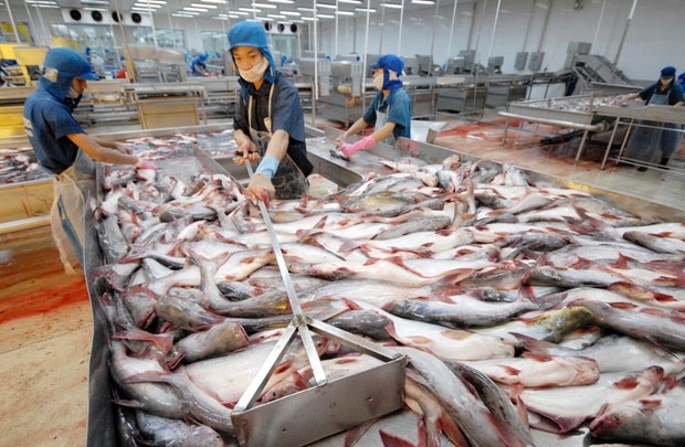 My siet chat tieu chuan ca tra nhap khau tu Viet Nam hinh anh