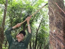 Khoc voi cao su hinh anh