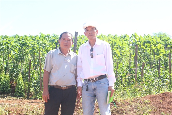 Dong vang tren cao nguyen: Nhung nong dan ty phu hinh anh