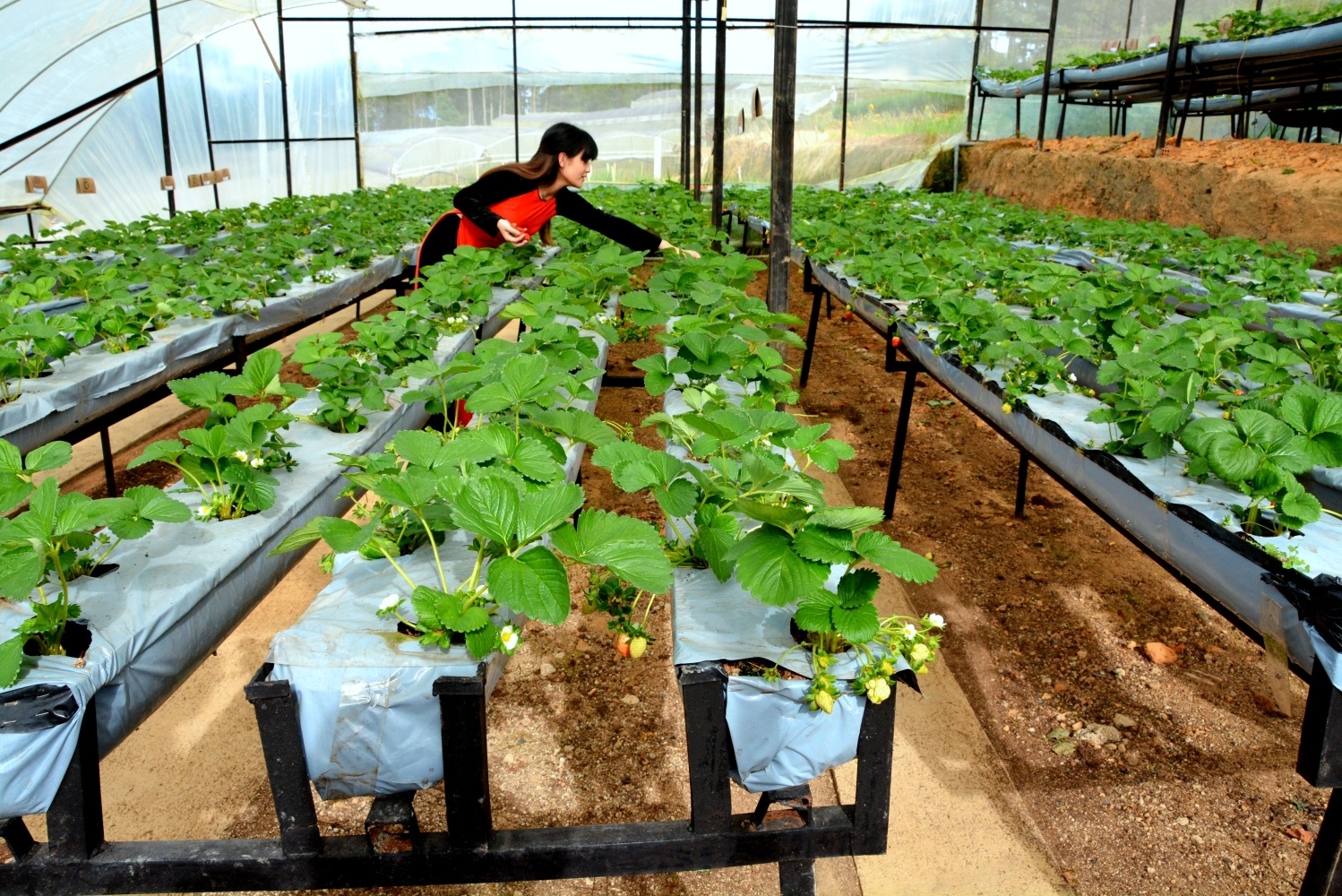 Nằm giữa lưng chừng một con đèo thuộc quốc lộ 20, đường đi chùa Linh Phước Trại Mát, phường 11, TP Đà Lạt (Lâm Đồng), vườn dâu Newzealand rộng 7.000m2 của gia đình anh Phan Tuấn Linh (37 tuổi) đã được trồng cách đây 2 năm.