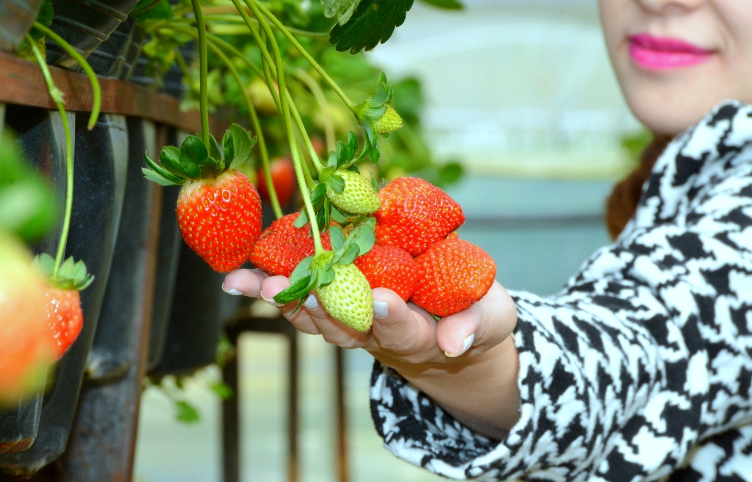 Vuon dau tay New Zealand cho khach hai mien phi hinh anh