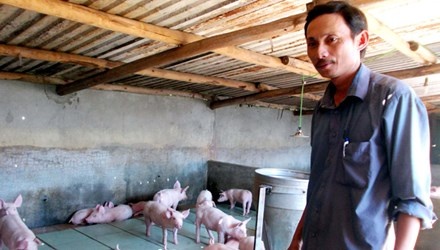 Lat gach men cho heo nam, thu 200 trieu moi nam hinh anh