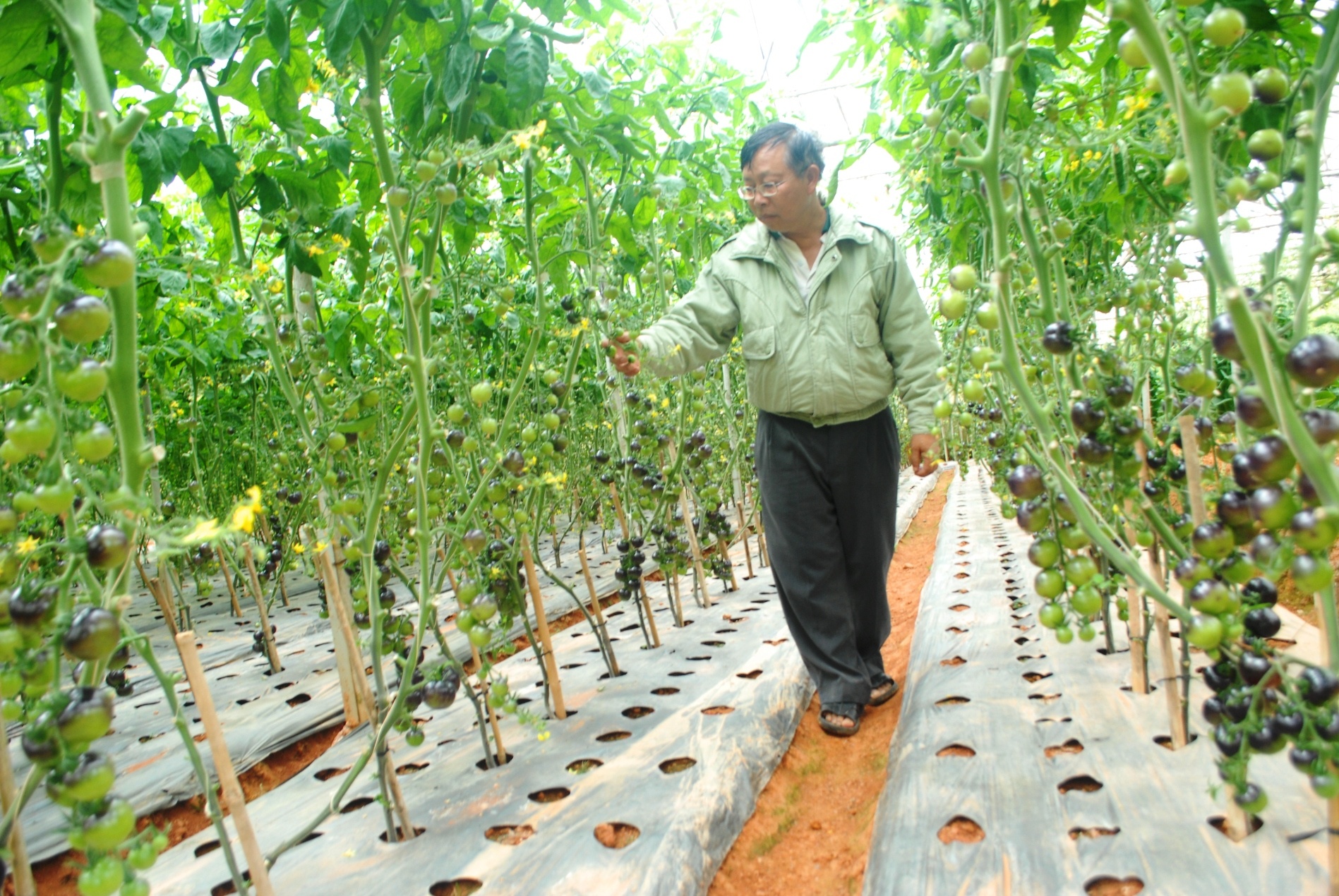 Ông Lê Hữu Phan bên vườn cà chua đen. Ảnh: Thạch Thảo.