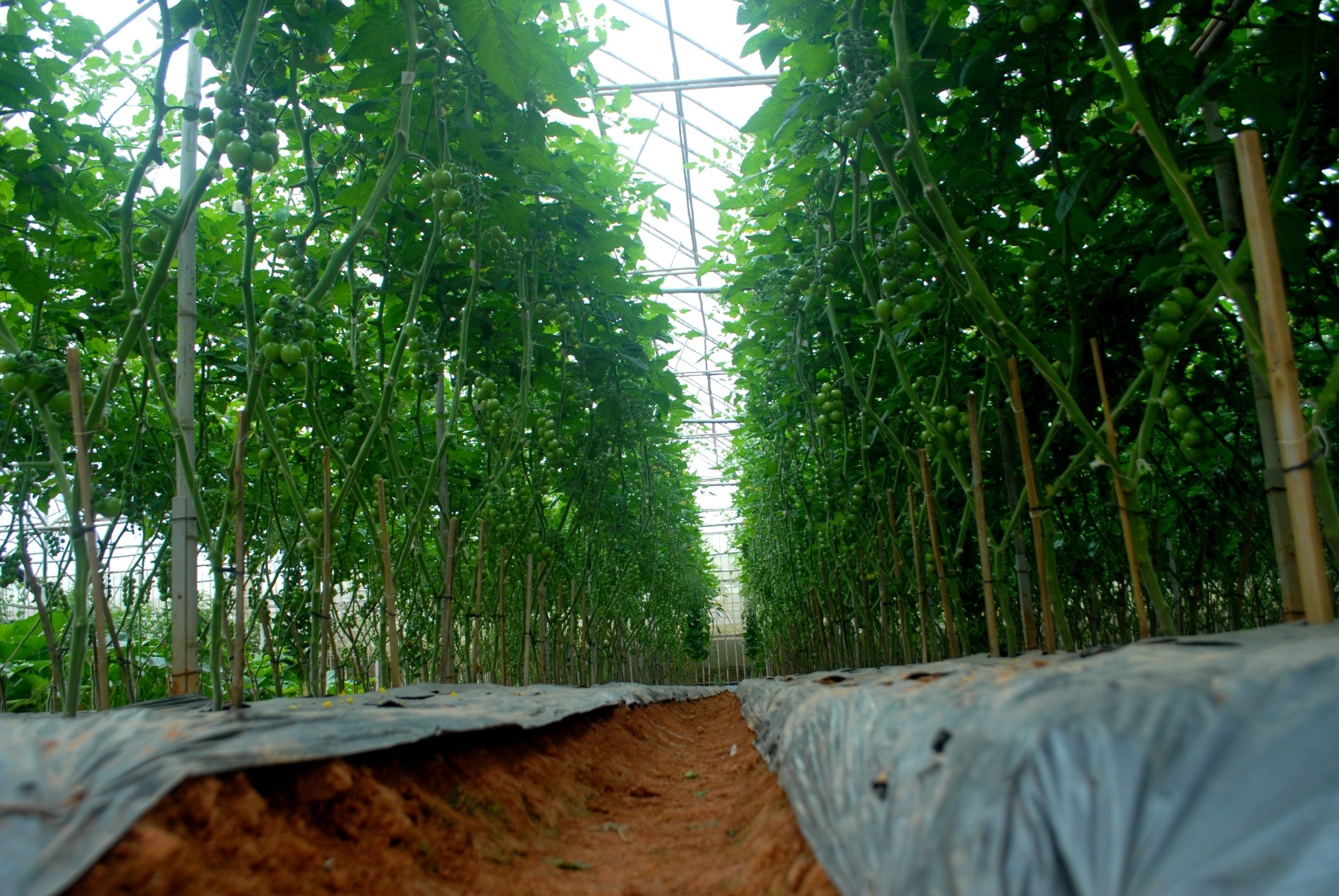 Cà chua ngọt của gia đình ông Lê Hữu Phan. Ảnh: Thạch Thảo.