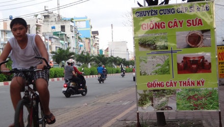 Gia cay sua dot ngot giam manh hinh anh