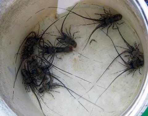 Kiem 8 trieu dong moi dem nho san tom hum giong hinh anh