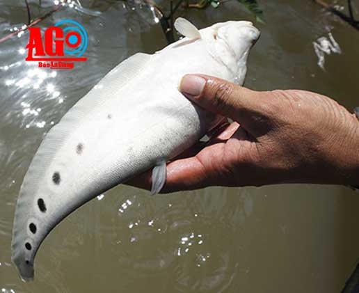 Kiem hang tram trieu dong nho ca nang hai hinh anh