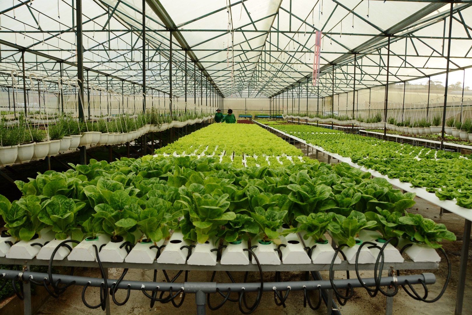 Rau thủy canh của gia đình bà Nguyễn Thị Huệ. Ảnh: Thạch Thảo.