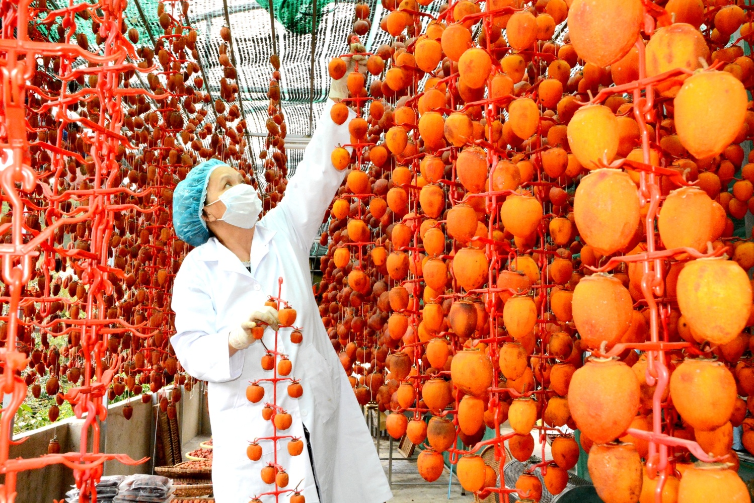 Xưởng sấy hồng theo công nghệ Nhật Bản được vệ sinh sạch sẽ, người ra vào xưởng buộc phải mặc trang phục bảo hộ để cách li mầm bệnh có thể lây nhiễm vào sản phẩm. Ảnh: Thạch Thảo.