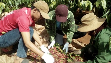 Ca phe rot gia, tien ty boc hoi hinh anh