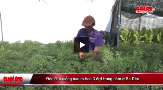 Doc dao giong mai ra hoa 3 dot trong nam o Sa Dec hinh anh