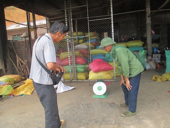 Một cơ sở mua gom giờ chất đống quả sở trong kho.