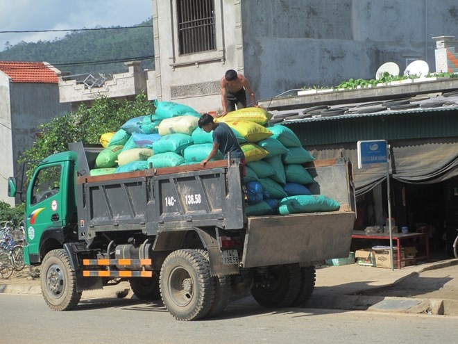 Hàng tấn Sở bán với giá rẻ nhưng vẫn phải bán vì không có nơi bảo quản.