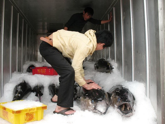 Bo ngo voi mo hinh ca ngu theo chuoi hinh anh