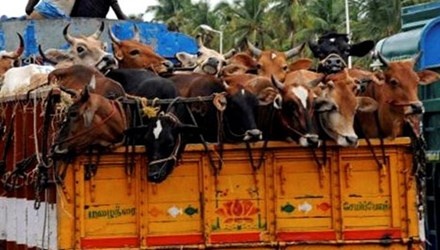 Dat bo tu An Do ve Viet Nam ban hinh anh