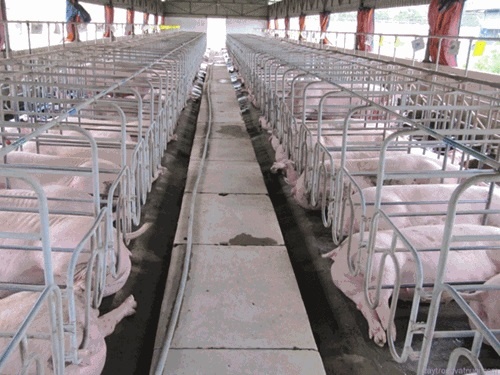 Lon beo xuat di, bo lau dat ve hinh anh