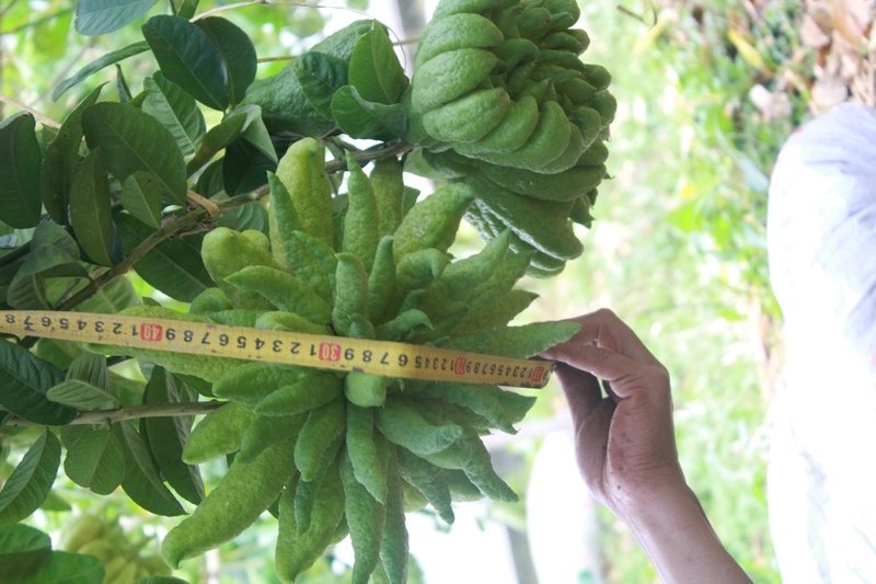 Qua phat thu dep nhat Dac So duoc tra gia 12 trieu dong hinh anh