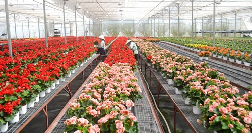 Vui buon mua hoa Tet hinh anh